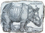 albrecht duerer durer rhinoceros