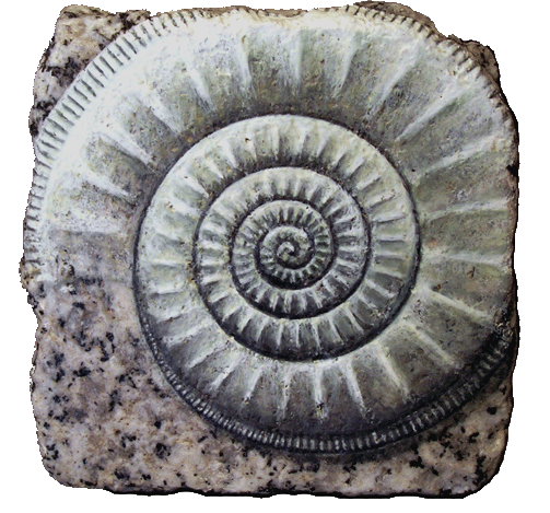 peinture pavé de Paris ammonite fossile